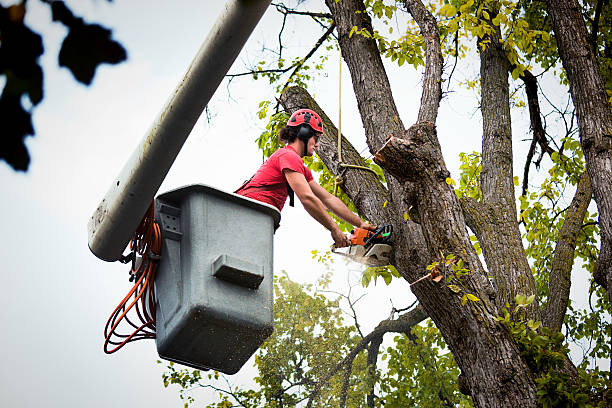 How Our Tree Care Process Works  in  Monroe, WI